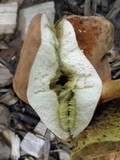 Boletinellus merulioides image