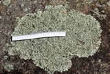 Xanthoparmelia cumberlandia image