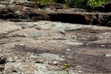 Xanthoparmelia cumberlandia image