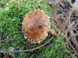 Hemistropharia albocrenulata image