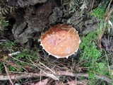Hemistropharia albocrenulata image