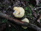 Lactarius aspideoides image