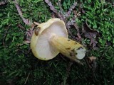 Lactarius aspideoides image