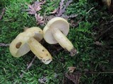 Lactarius aspideoides image