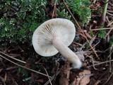 Lactarius mucidus image