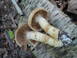 Cortinarius triumphans image