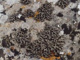 Phaeophyscia hirsuta image