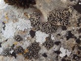 Phaeophyscia hirsuta image