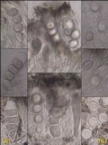 Aspicilia calcarea image