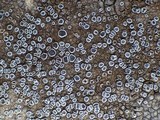 Caloplaca variabilis image