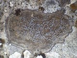 Caloplaca variabilis image