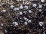 Caloplaca variabilis image