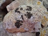 Acrocordia conoidea image