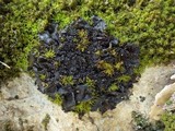 Collema auriforme image