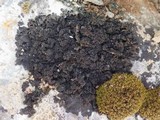 Blennothallia crispa image