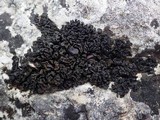 Collema polycarpon image