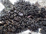 Collema polycarpon image
