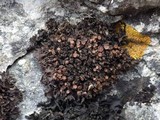 Leptogium schraderi image