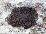Leptogium schraderi image