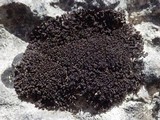 Leptogium schraderi image