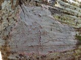 Lecanora rubicunda image