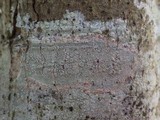 Lecanora rubicunda image
