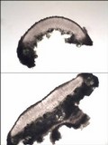 Lecanora rubicunda image