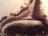 Lecanora rubicunda image