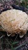 Sparassis spathulata image