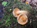 Suillus subaureus image