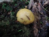 Suillus subaureus image