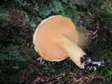 Suillus subaureus image