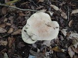 Leucopaxillus compactus image