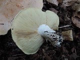 Leucopaxillus compactus image