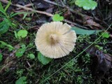Inocybe rimosa image