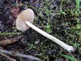 Inocybe rimosa image