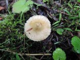 Inocybe rimosa image