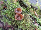 Pachyella clypeata image