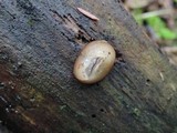 Pachyella clypeata image