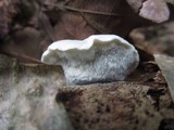 Postia livens image
