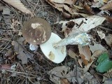 Leccinum snellii image