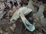 Leccinum snellii image