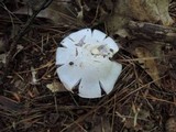 Cortinarius alboviolaceus image