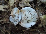 Cortinarius alboviolaceus image