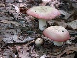 Russula silvicola image