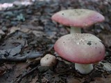 Russula silvicola image