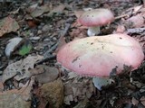 Russula silvicola image