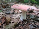 Russula silvicola image
