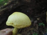 Tricholomopsis sulphureoides image