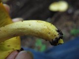 Tricholomopsis sulphureoides image